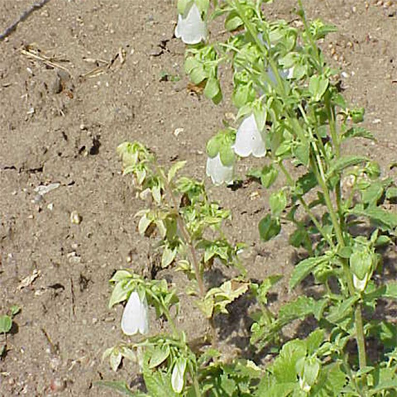 Symphyandra pendula - Campanule d'Ossétie (Flowering)