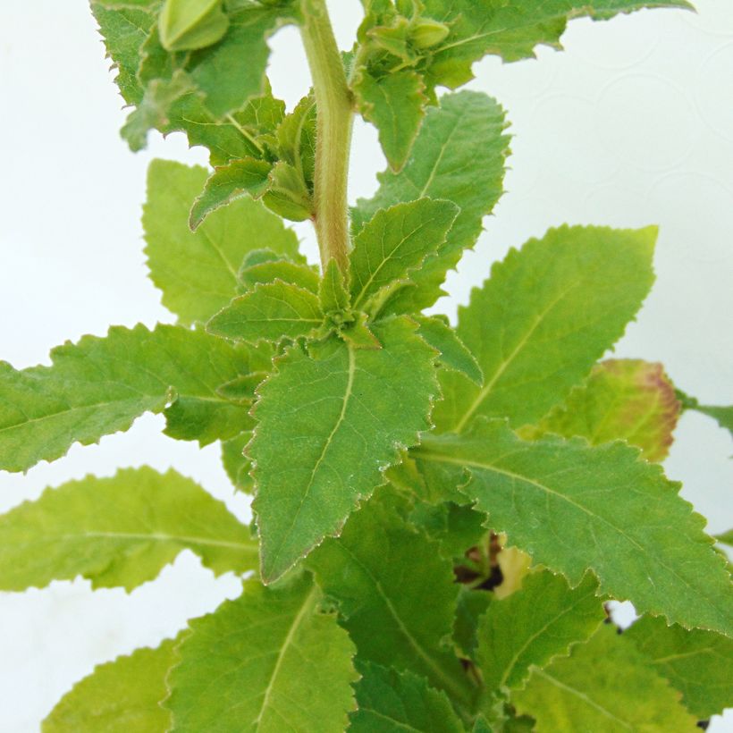 Symphyandra pendula - Campanule d'Ossétie (Foliage)