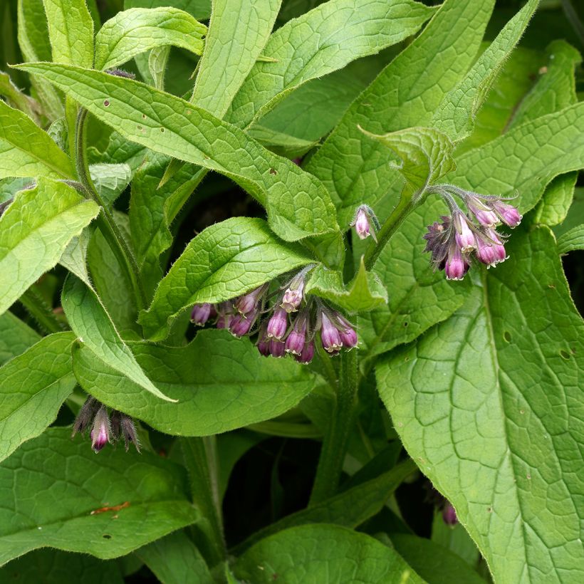Consoude officinale (Foliage)