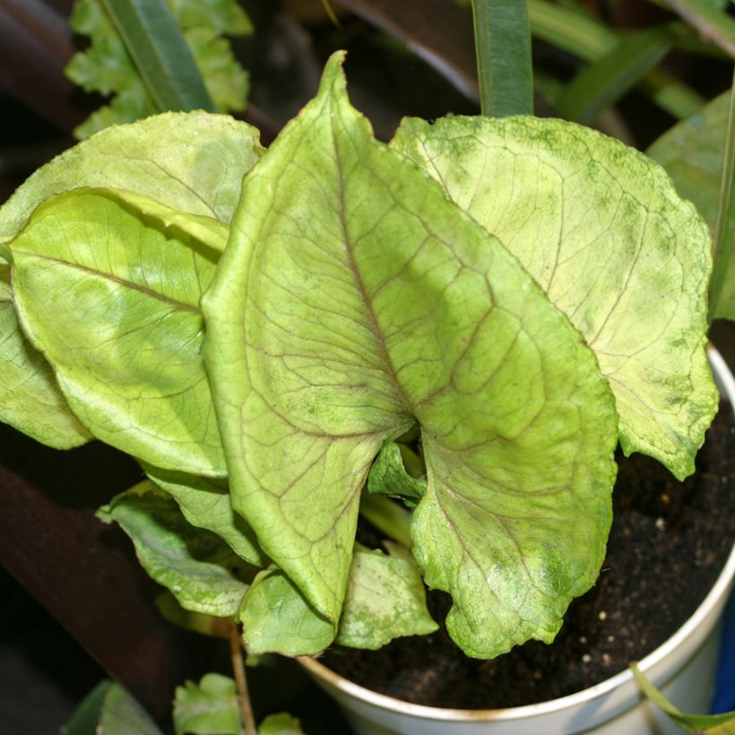 Syngonium Golden Allusion (Foliage)