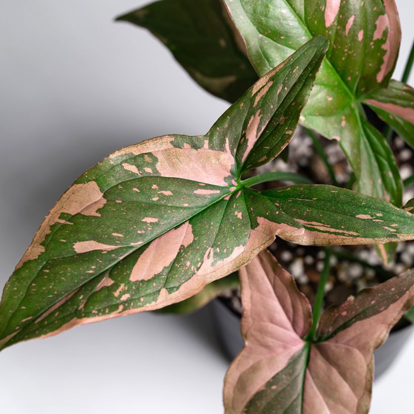 Syngonium Pink Splash (Foliage)