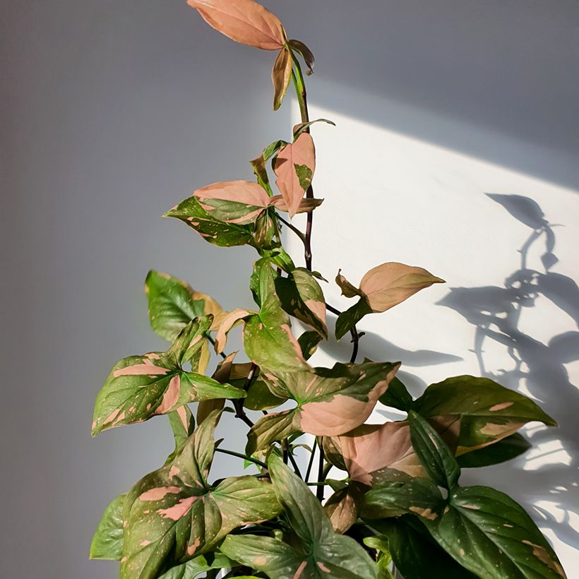 Syngonium Pink Splash (Plant habit)