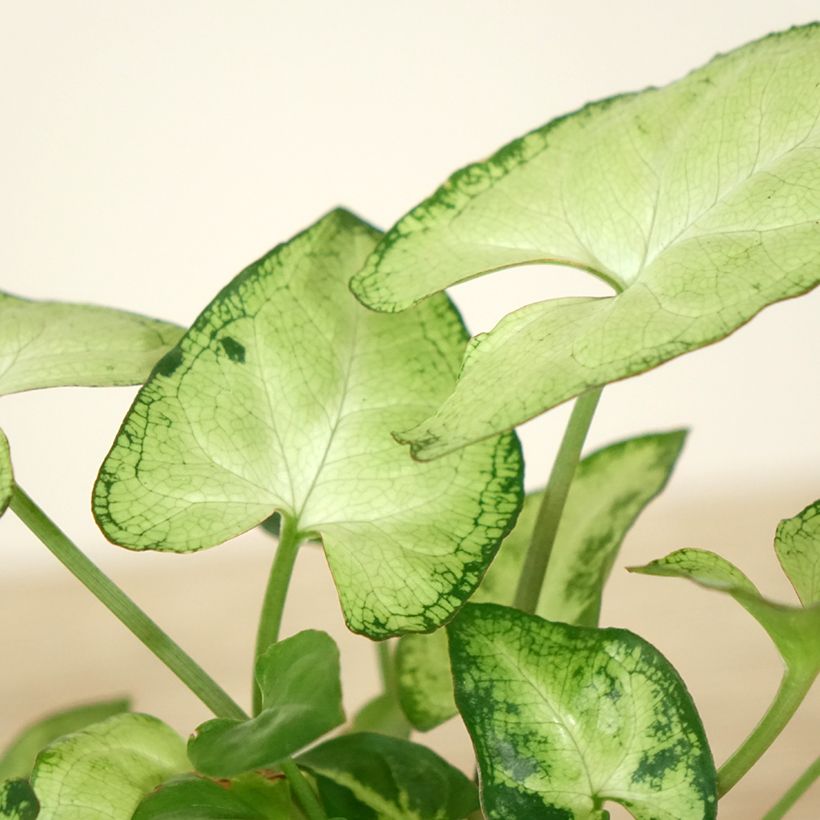 Syngonium Snow White - Patte d'oie (Foliage)
