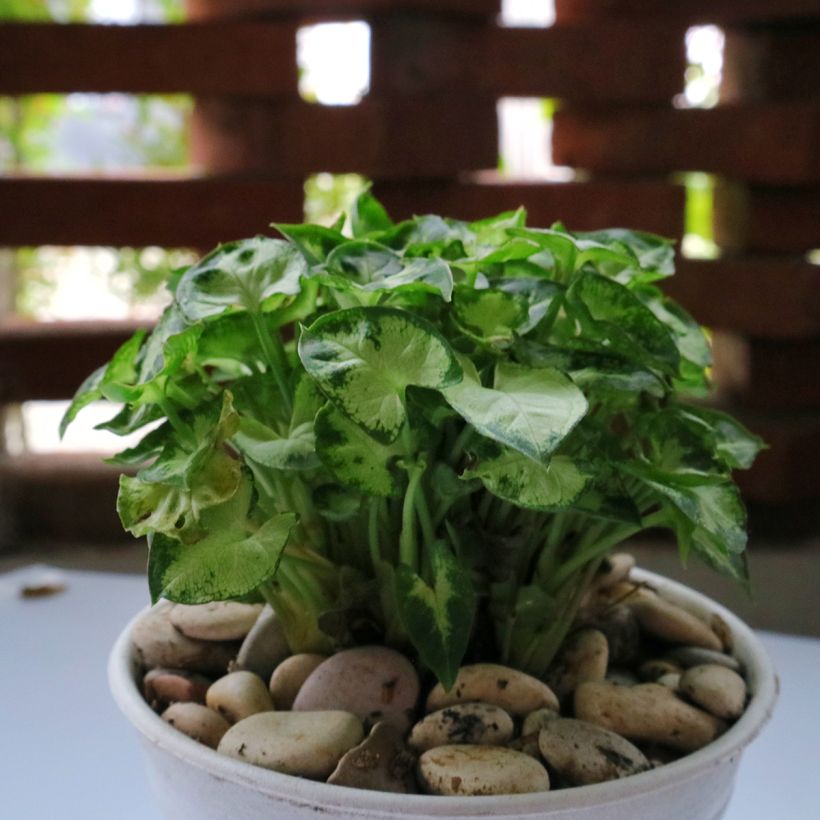 Syngonium Pixie (Plant habit)