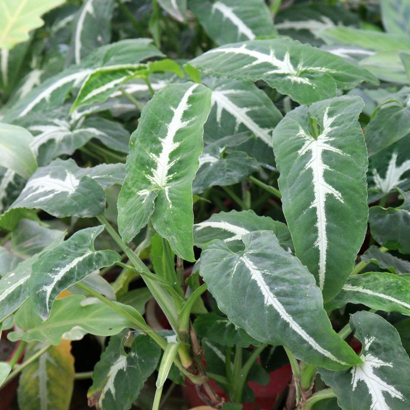 Syngonium wendlandii (Foliage)