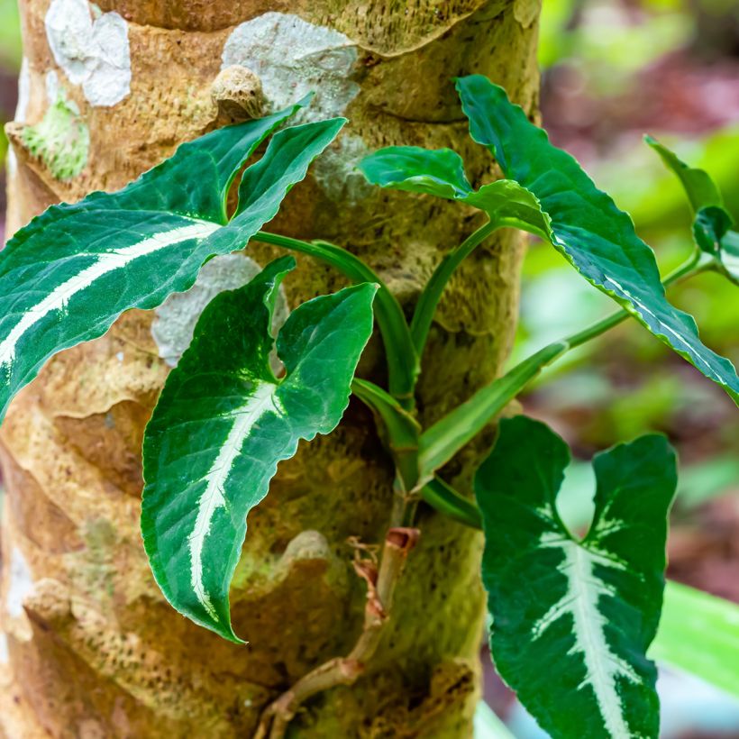 Syngonium wendlandii (Plant habit)