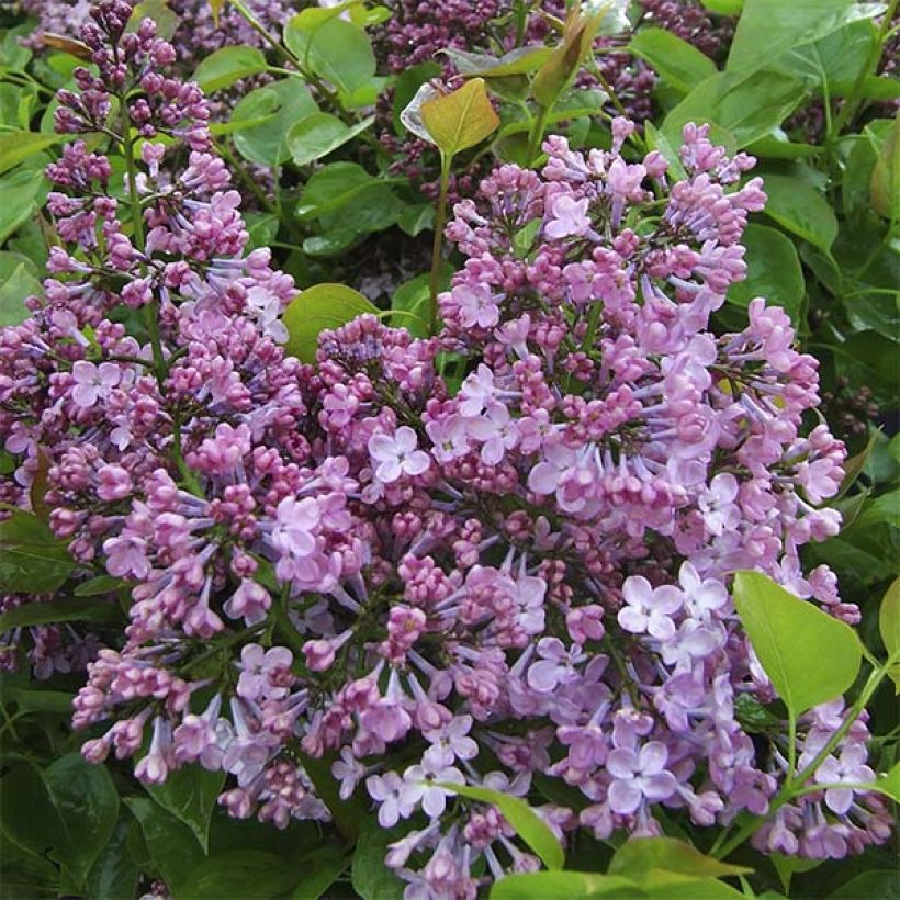 Lilas à fleurs de jacinthe - Syringa hyacinthiflora Maiden's Blush (Flowering)
