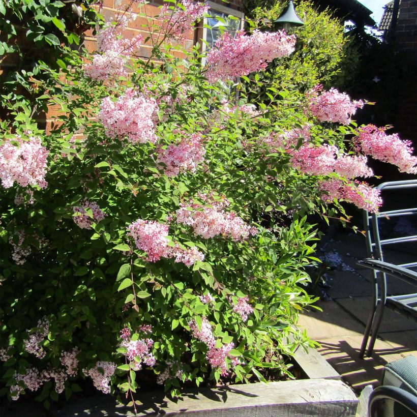 Lilas - Syringa meyeri Palibin (Plant habit)
