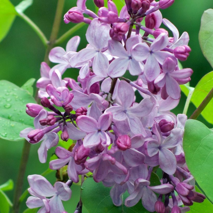Lilas -  Syringa vulgaris (Flowering)
