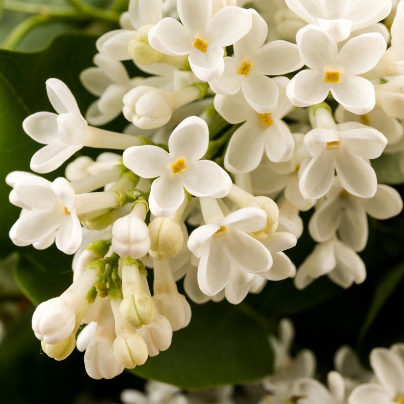 Lilas commun - Syringa vulgaris Comtesse D'harcourt (Flowering)
