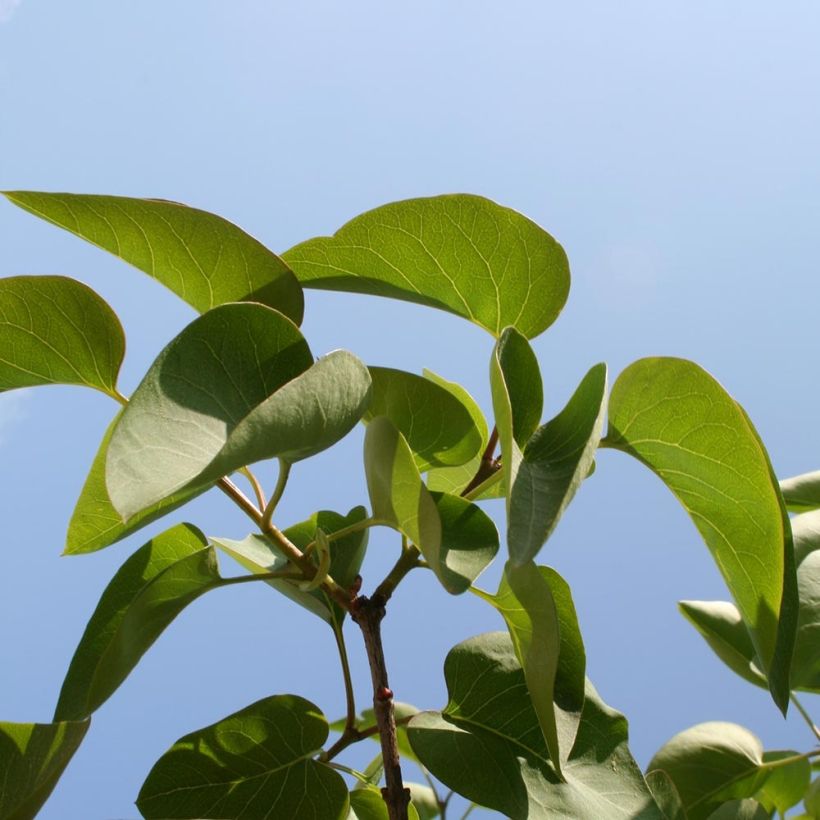 Lilas - Syringa vulgaris Michel Buchner (Foliage)