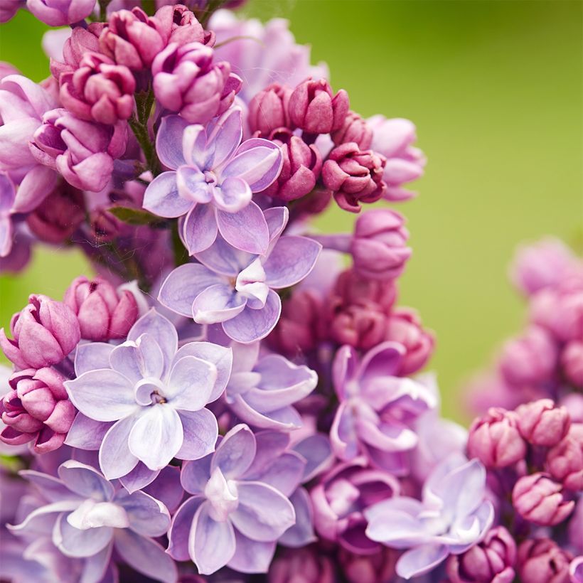 Lilas commun - Syringa vulgaris Paul Thirion (Flowering)