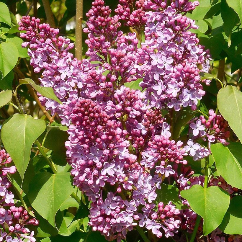 Lilas - Syringa vulgaris Princesse Sturdza (Flowering)