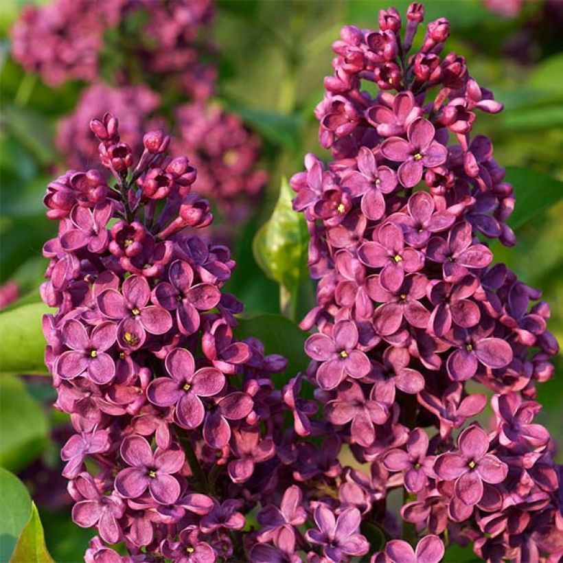 Lilas - Syringa vulgaris Souvenir de Louis Spaeth (Flowering)