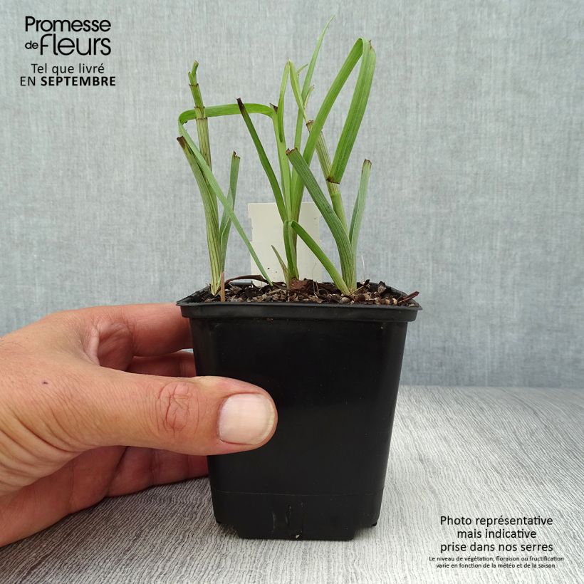 Example of Tradescantia virginiana Brevicaulis - Ephémère de Virginie Godet de 8/9 cm as you get in automne