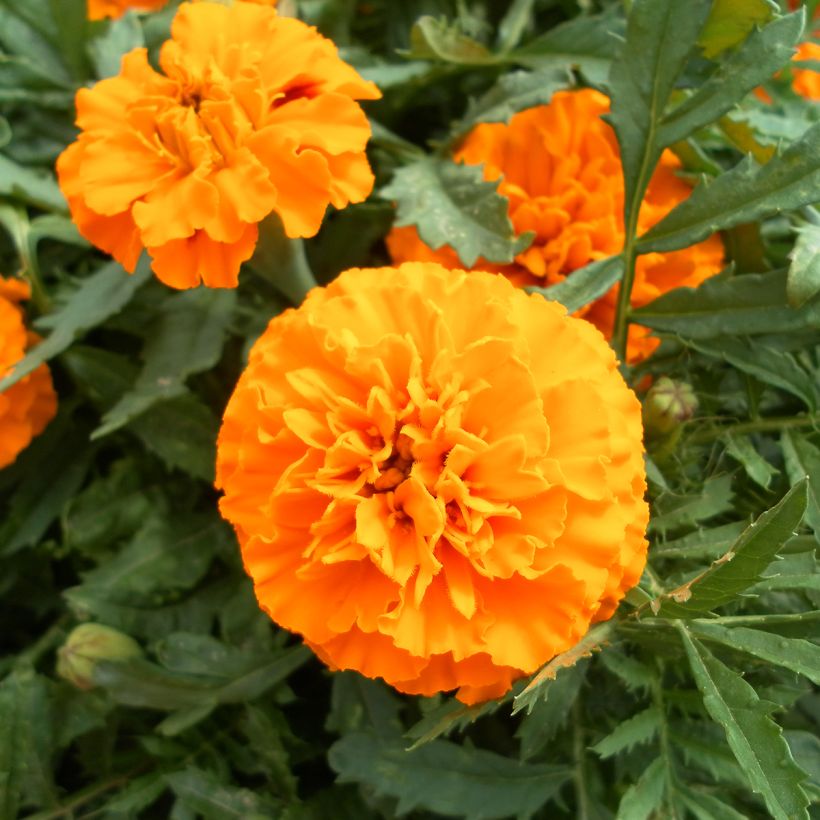 Graines d'Oeillet d’Inde Boy O Boy Orange - Tagetes patula (Flowering)