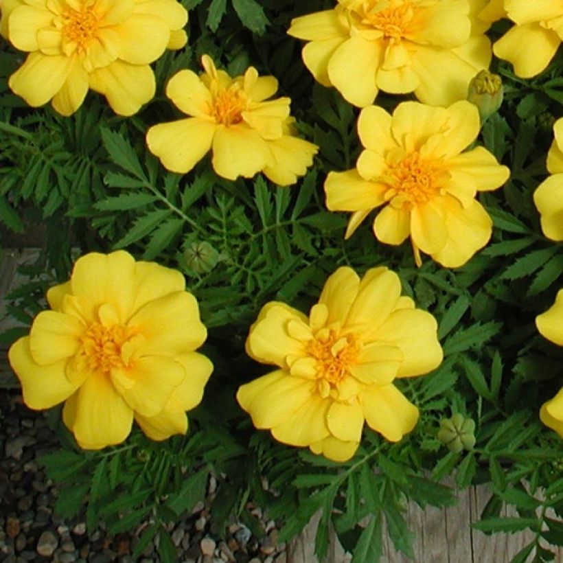 Oeillet d'Inde Queen Yellow Mini-mottes (Foliage)
