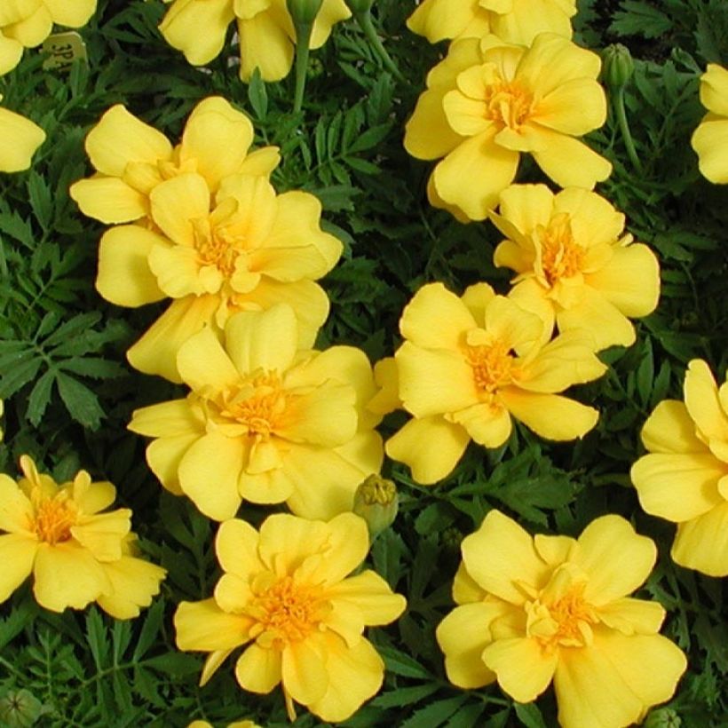 Oeillet d'Inde Queen Yellow Mini-mottes (Flowering)