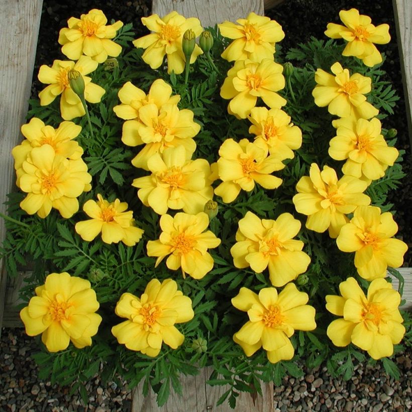 Oeillet d'Inde Queen Yellow Mini-mottes (Plant habit)