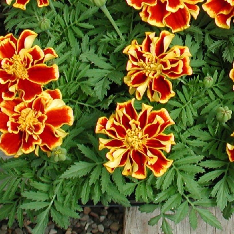 Oeillet d'Inde Queen Yellow Fire Mini-mottes (Foliage)