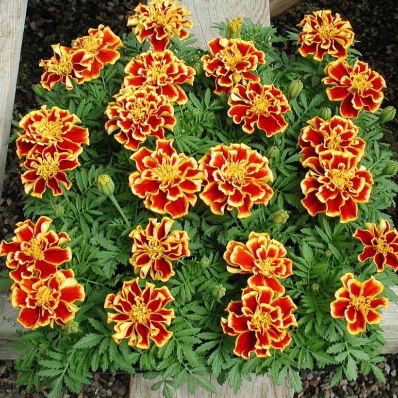 Oeillet d'Inde Queen Yellow Fire Mini-mottes (Plant habit)