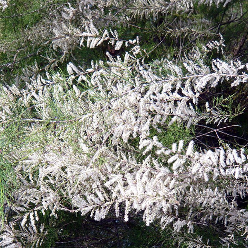 Tamaris ramosissima Hulsdonk White (Flowering)