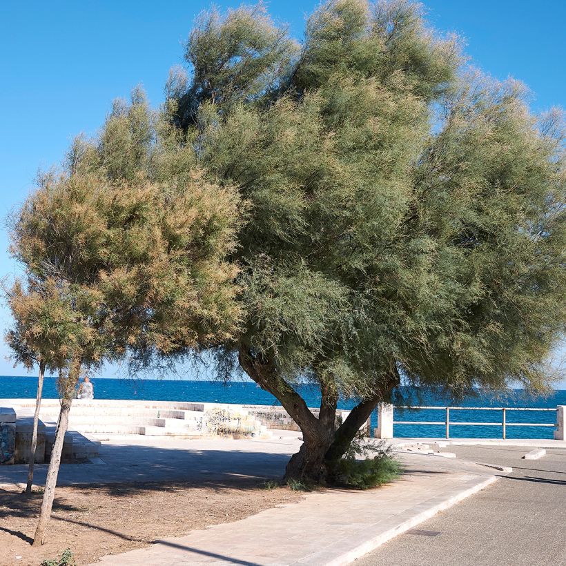 Tamarix gallica - Tamaris français, Tamaris commun (Plant habit)
