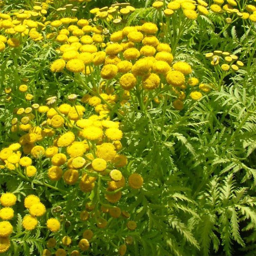 Tanacetum vulgare Isla Gold - Tanaisie dorée (Flowering)