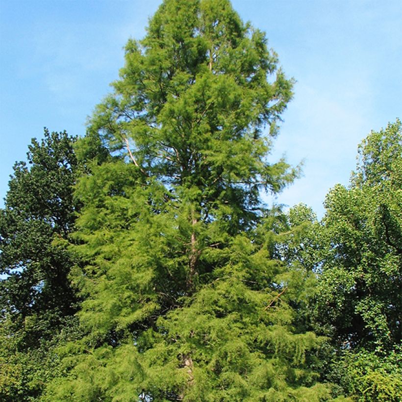 Taxodium distichum - Cyprès chauve (Plant habit)