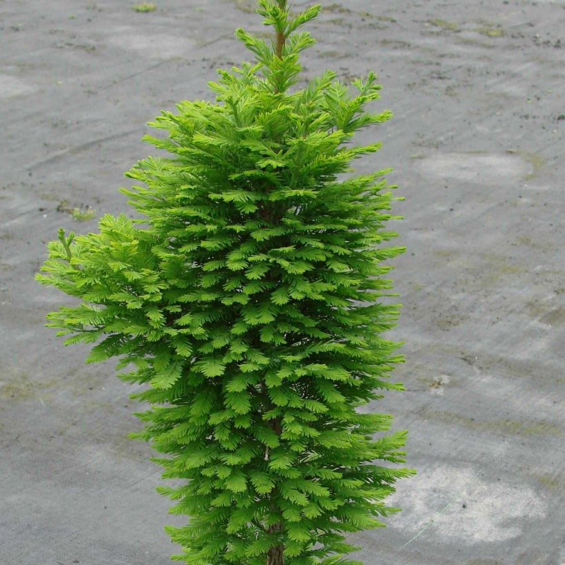 Taxodium distichum Pevé Minaret - Cyprès chauve (Plant habit)
