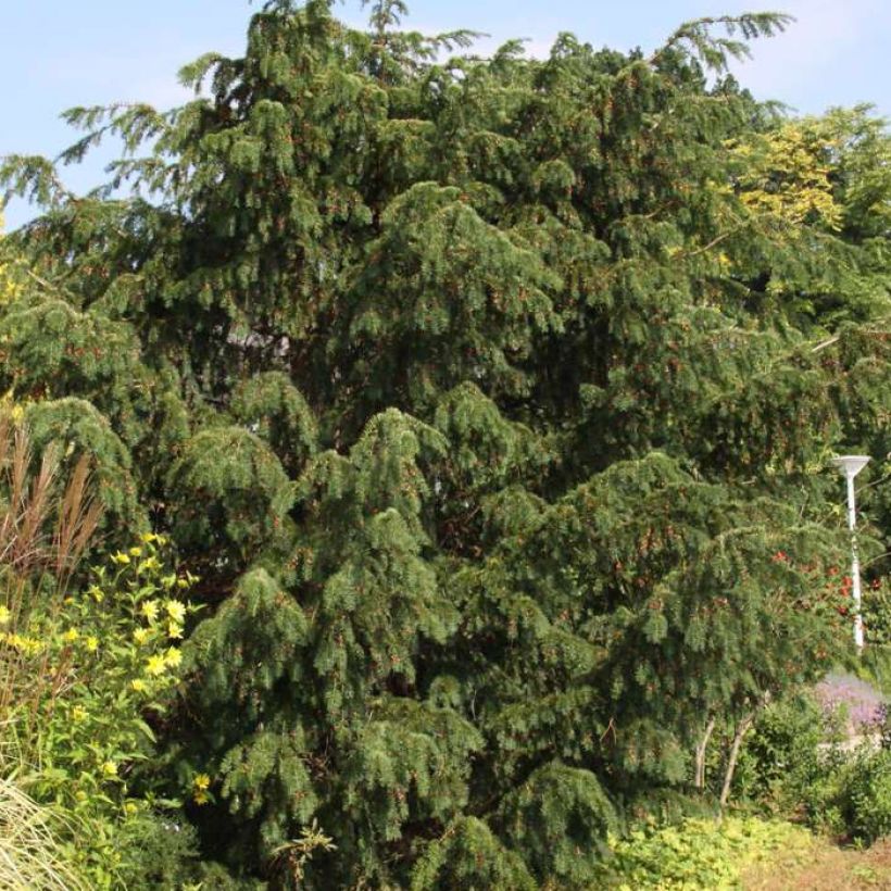 Taxus baccata Dovastoniana - If commun  (Plant habit)