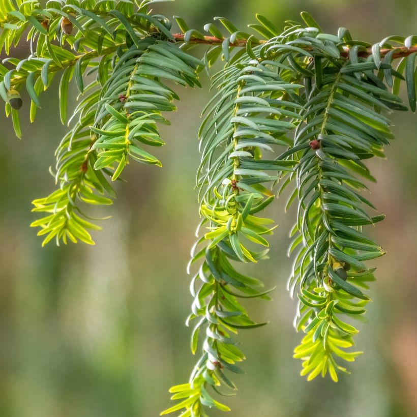 Taxus baccata Dovastoniana - If commun  (Foliage)