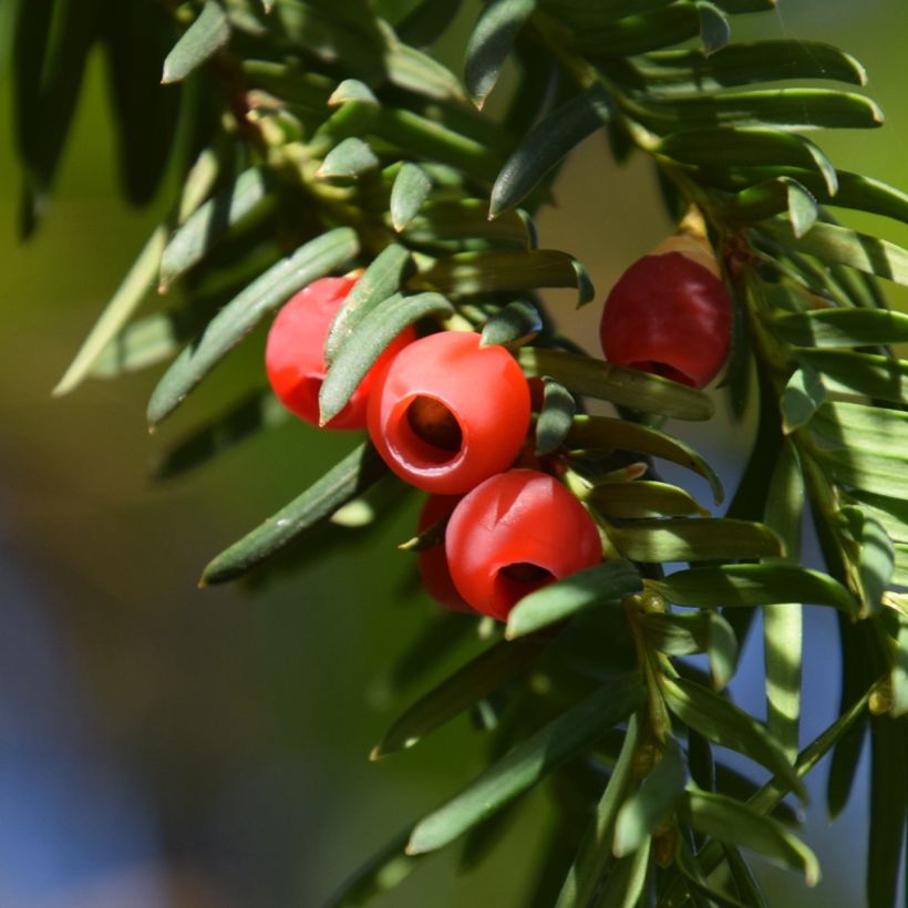 Taxus baccata Dovastoniana - If commun  (Harvest)