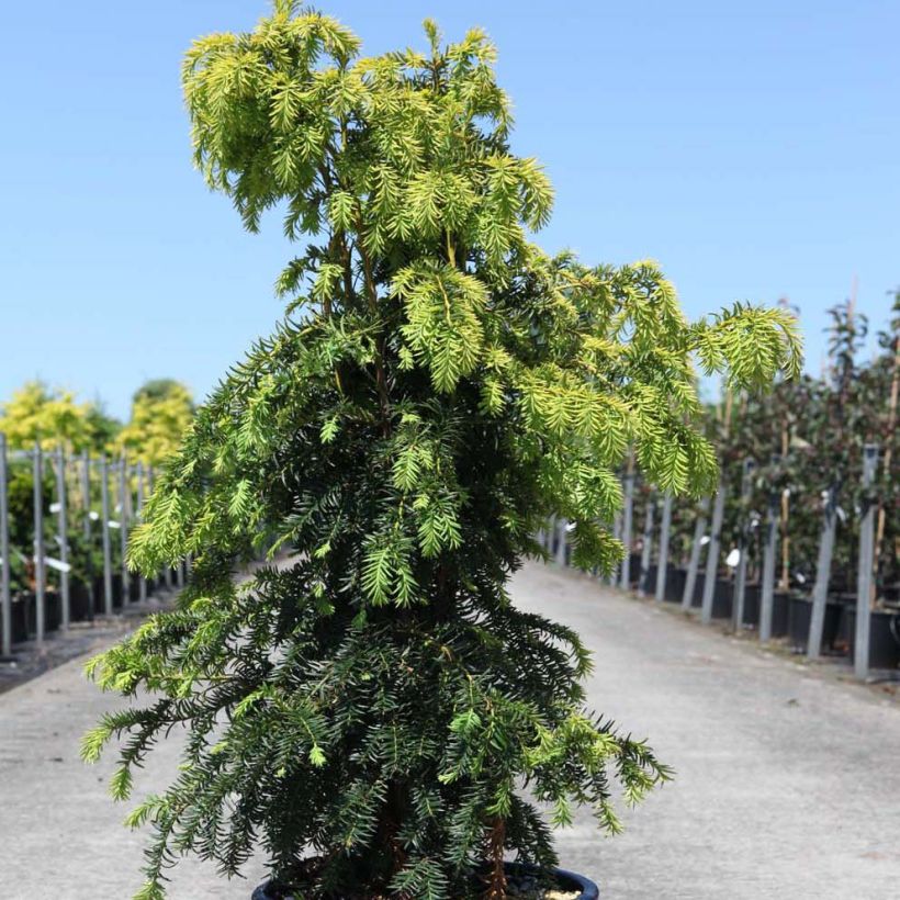 Taxus baccata Dovastonii Aurea - If doré (Plant habit)