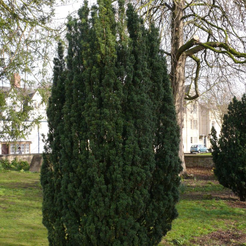 Taxus baccata Fastigiata Robusta - If commun fastigié (Plant habit)
