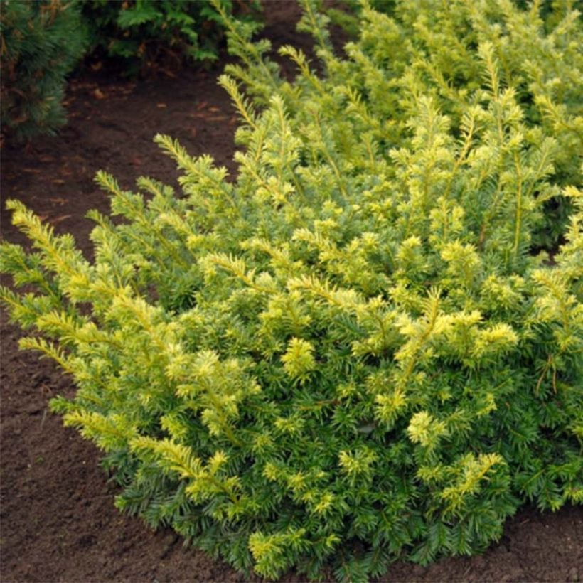 Taxus baccata Summergold - If commun doré (Foliage)