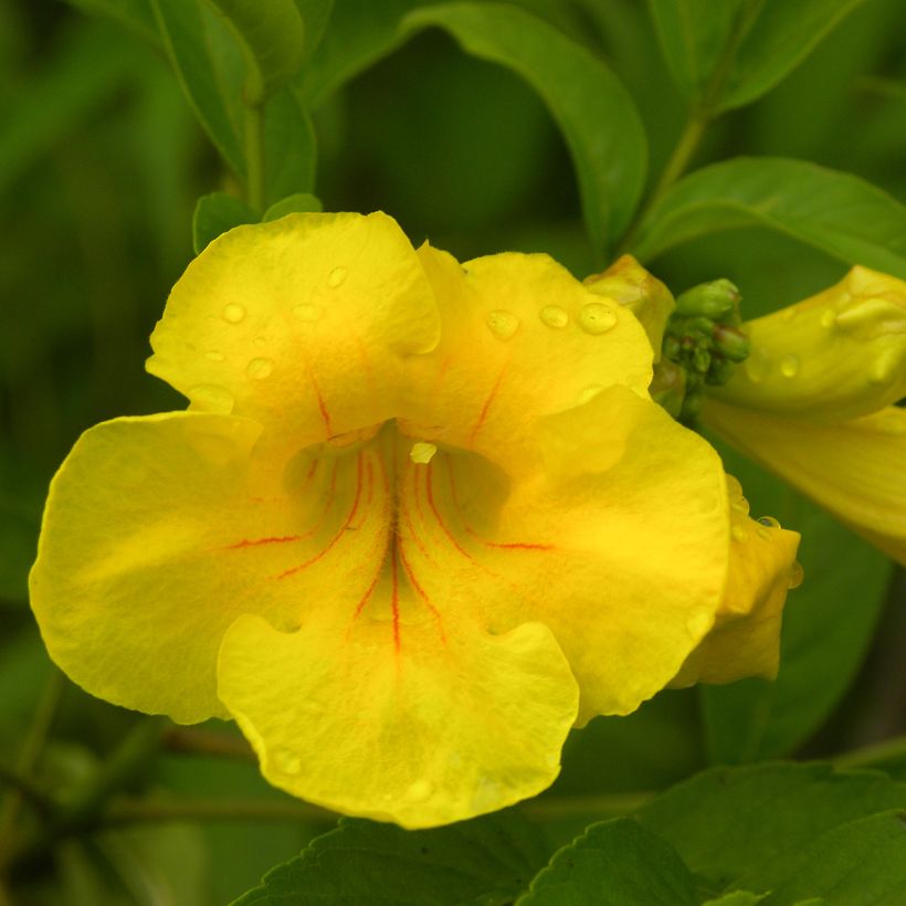 Tecoma stans - Trompette d'or (Flowering)