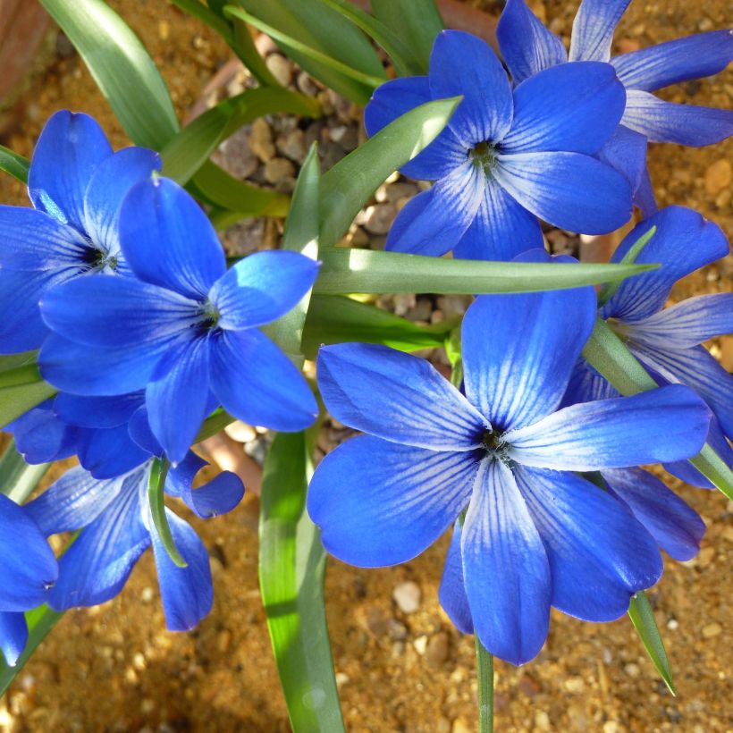 Tecophilaea cyanocrocus - Crocus bleu du Chili (Flowering)