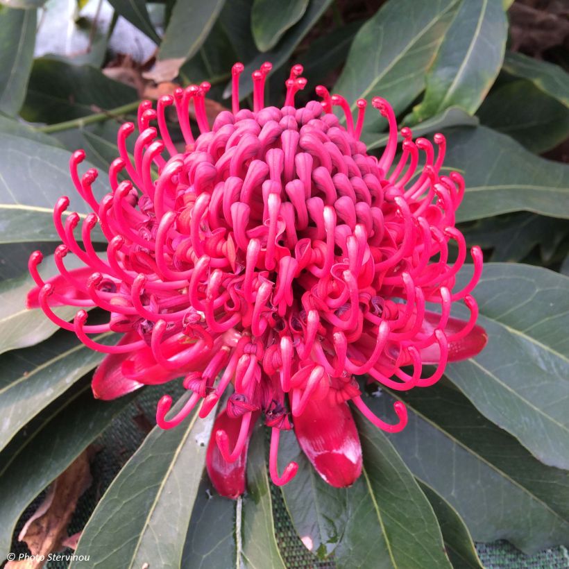 Telopea speciosissima - Waratah (Flowering)