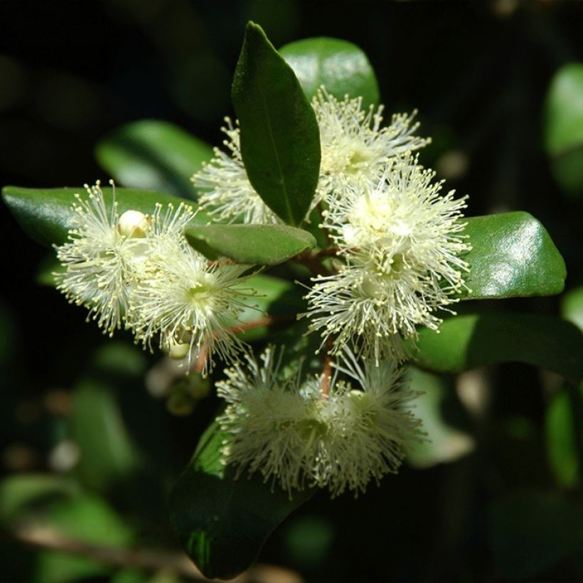 Temu divaricatum Heaven Scent - Blepharrocalix cruckshanksii (Flowering)