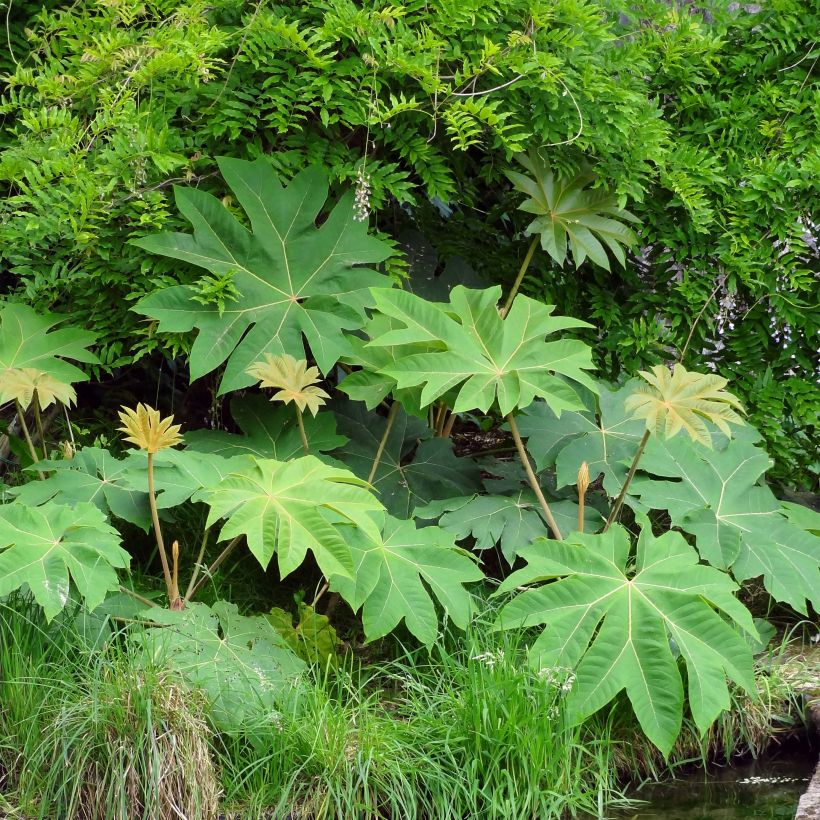Tetrapanax papyrifer Rex - Plante à papier de riz (Plant habit)