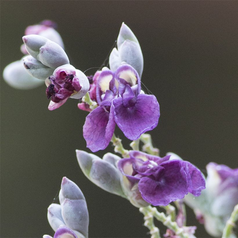 Thalia dealbata - Thalie blanche (Flowering)
