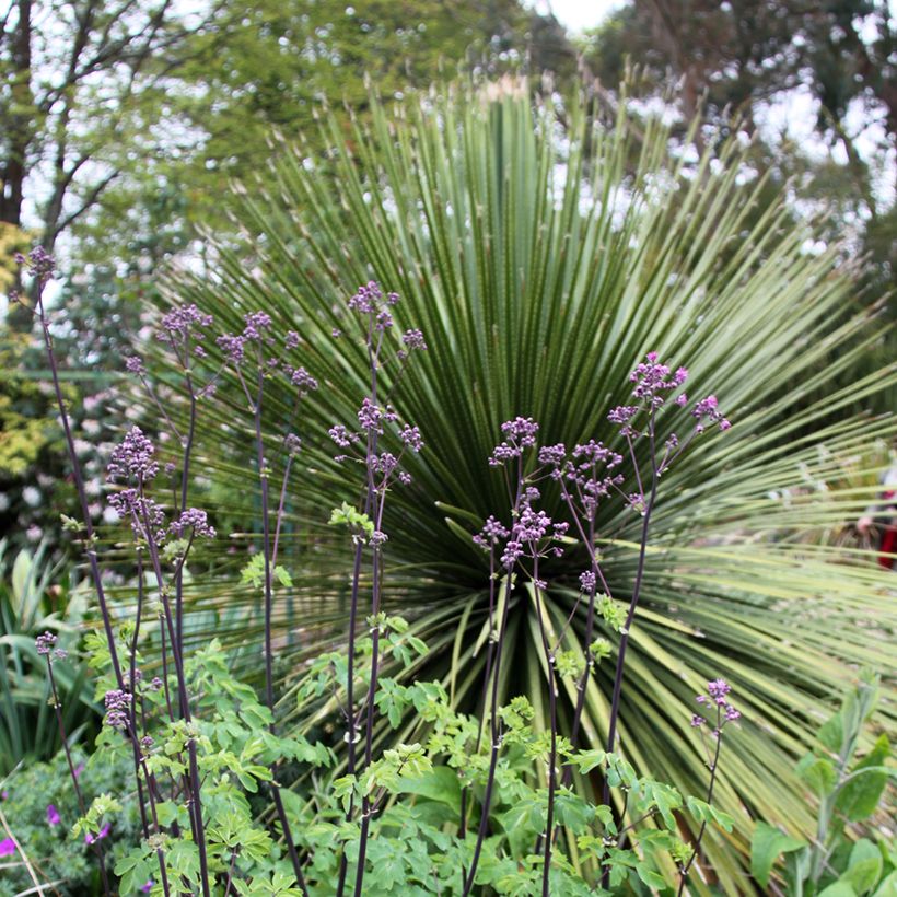 Thalictrum Black Stockings - Pigamon (Plant habit)