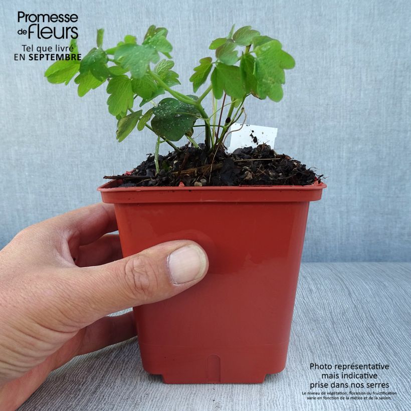 Example of Thalictrum Elin - Pigamon Pot de 1L/1,5L as you get in automne
