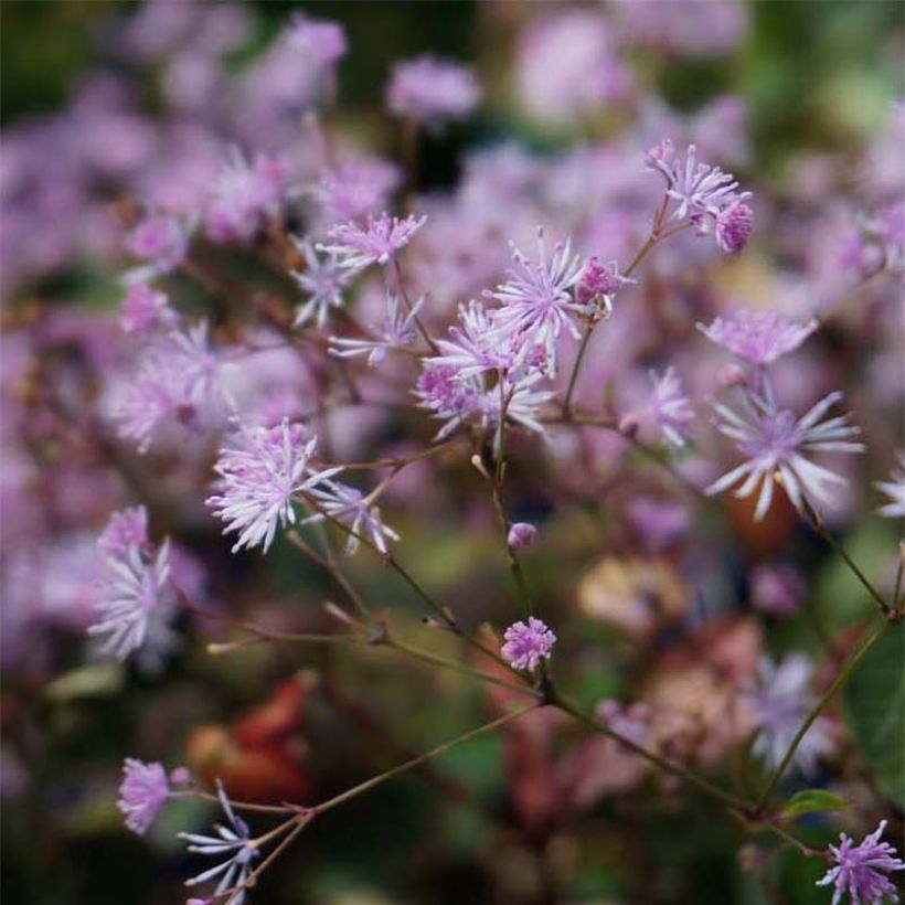 Thalictrum Evening Star - Pigamon (Flowering)