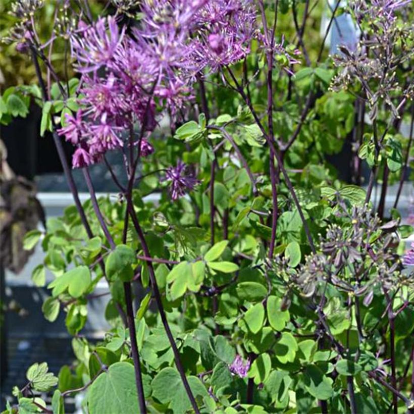 Thalictrum Purplelicious (Flowering)
