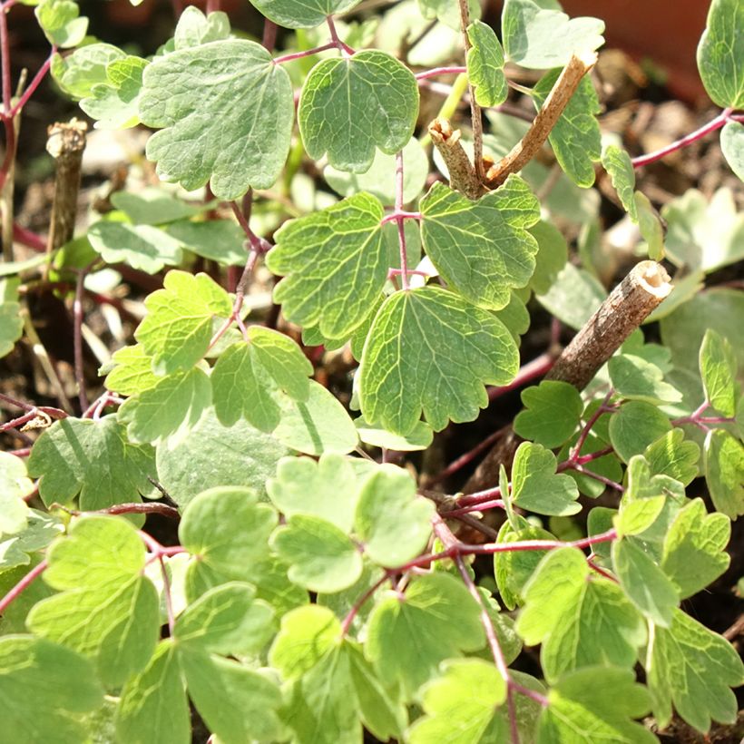 Thalictrum Yulia - Pigamon (Foliage)