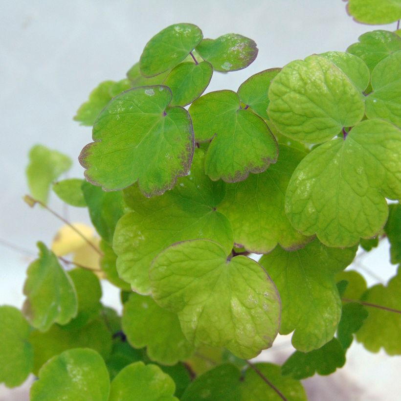 Thalictrum aquilegifolium - Pigamon (Foliage)