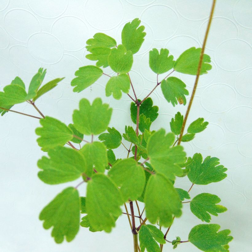 Thalictrum aquilegifolium Thundercloud - Pigamon à feuille d'ancolie (Foliage)