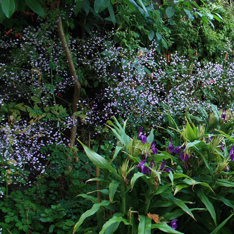 Thalictrum delavayi - Pigamon (Flowering)
